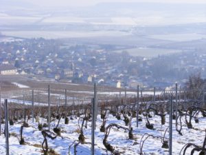 Vignoble sous la neige