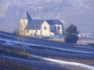 Vignoble sous la neige