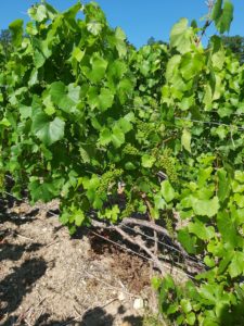 Vignoble